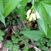 Mariazell_Weng_Admont_Ennstal_074